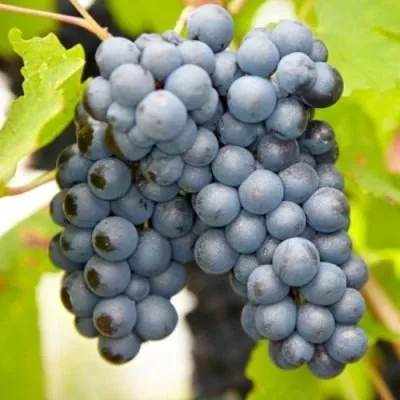 chyornyy-izumrud-4-229826