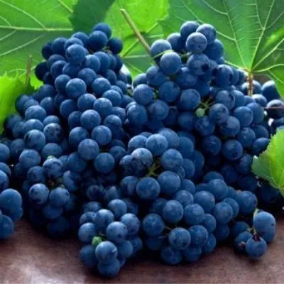 chyornyy-izumrud-5-229826