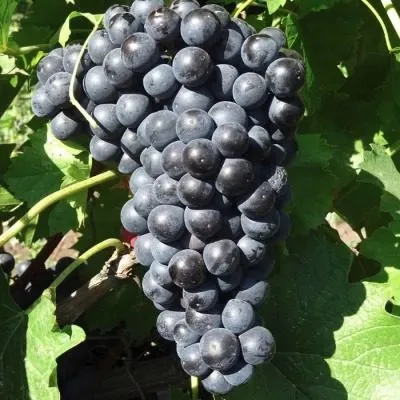 chyornyy-izumrud-6-229826