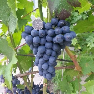 chyornyy-izumrud-7-229826