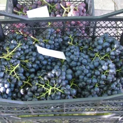 chyornyy-izumrud-8-229826