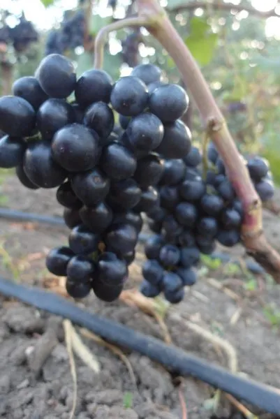 da-vinchi-main-234879