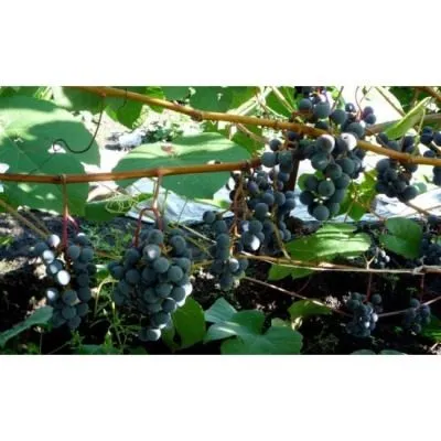 dalnevostochnyy-3-231360