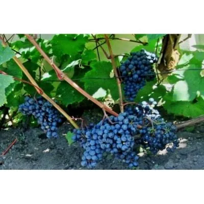 dalnevostochnyy-4-231360