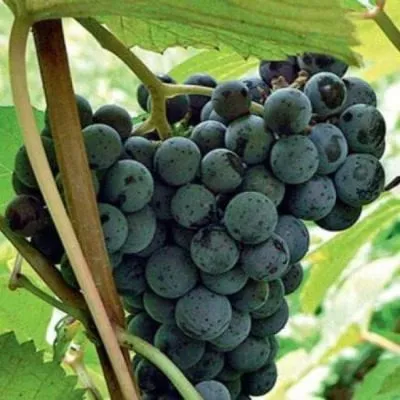 dalnevostochnyy-main-231360