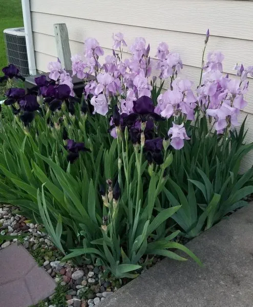 старый куст ирисов