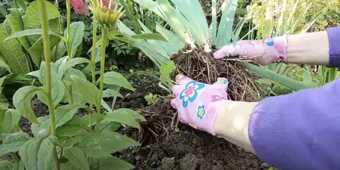 выкопанный куст ириса