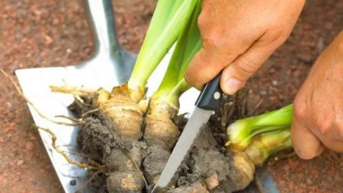 деление корней ириса