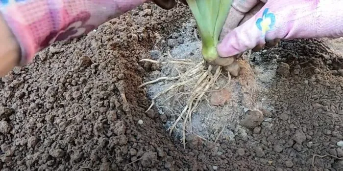 посадка корневища ириса