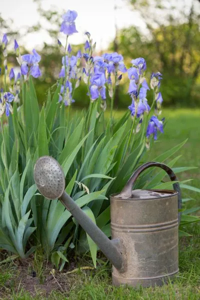 полив ирисов после посадки