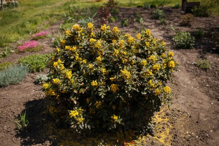 старый многолетний куст в саду