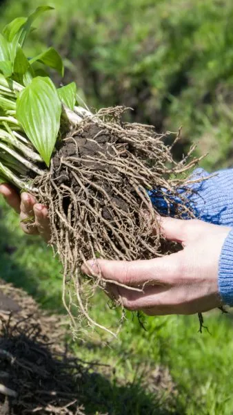 руки разделяют корневище многолетника