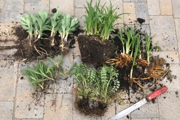 Деление многолетников весной: сроки, способы и правила ухода