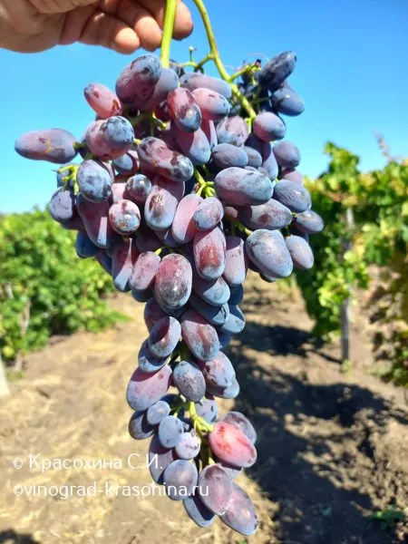 dneprovskiy-suvenir-2-229010