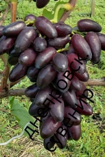 dneprovskiy-suvenir-3-229010