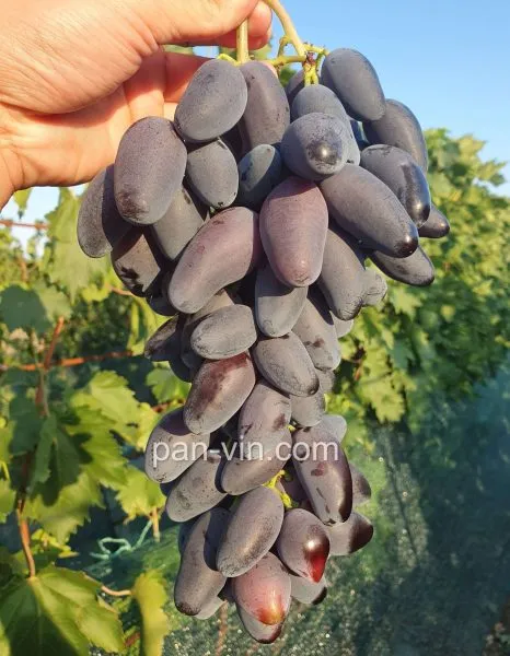 dneprovskiy-suvenir-4-229010