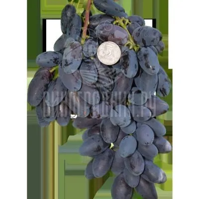 dneprovskiy-suvenir-5-229010