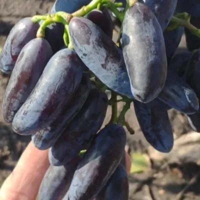 dneprovskiy-suvenir-6-229010