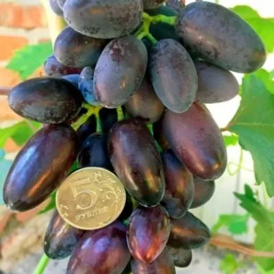 dneprovskiy-suvenir-8-229010