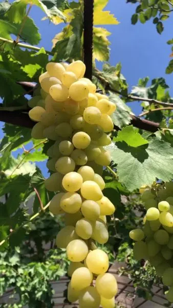 donskaya-nevesta-1-232898