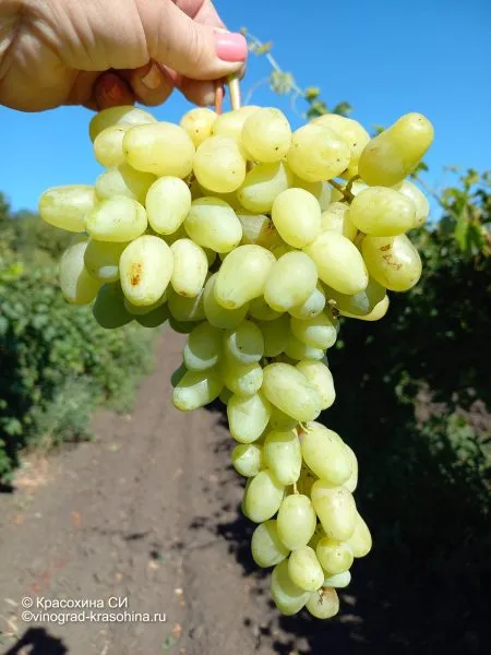 donskaya-nevesta-3-232898