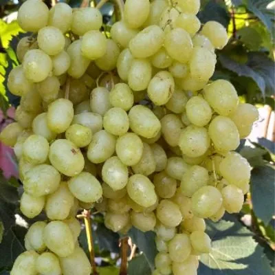 donskaya-nevesta-5-232898