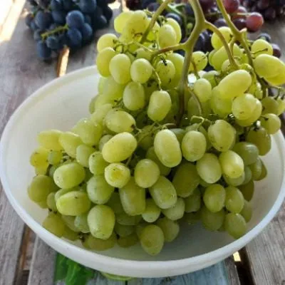 donskaya-nevesta-6-232898