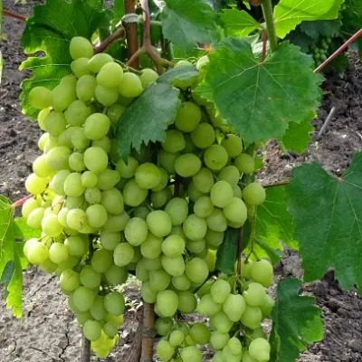 donskaya-nevesta-7-232898