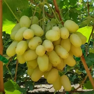 donskaya-nevesta-main-232898