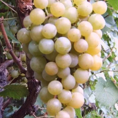 dushistyy-main-229658