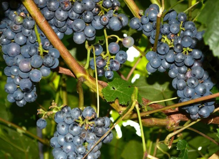 dvietskiy-siniy-3-233108