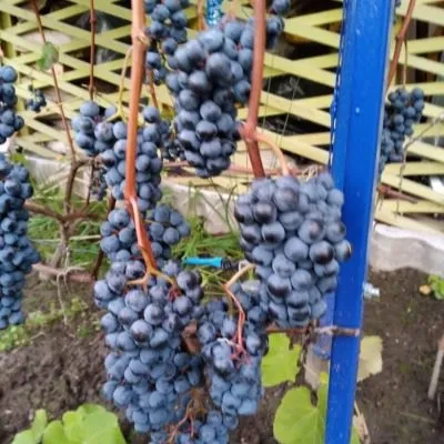 dvietskiy-siniy-6-233108