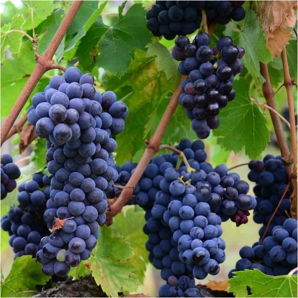 dvietskiy-siniy-main-233108