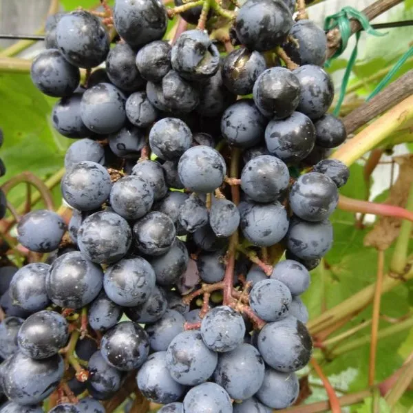 ekspress-ranniy-1-228874