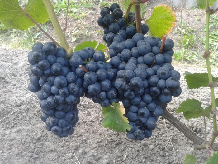 ekspress-ranniy-3-228874