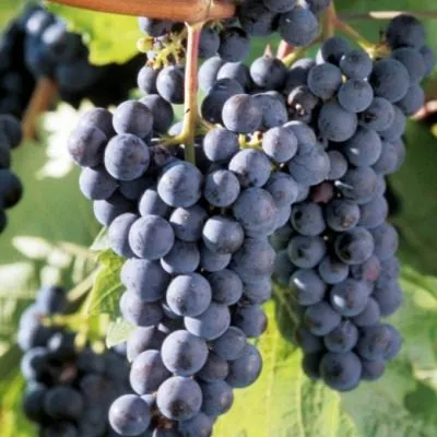 ekspress-ranniy-4-228874