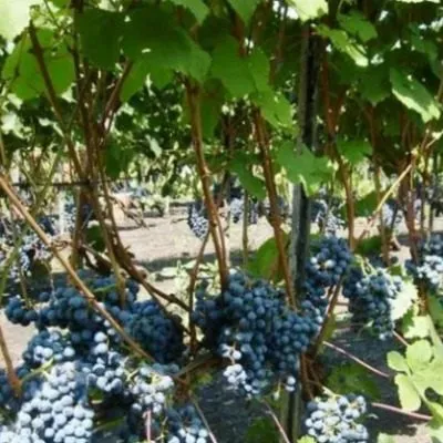 ekspress-ranniy-5-228874