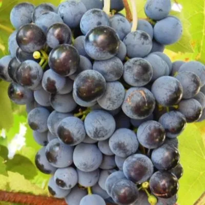 ekspress-ranniy-6-228874