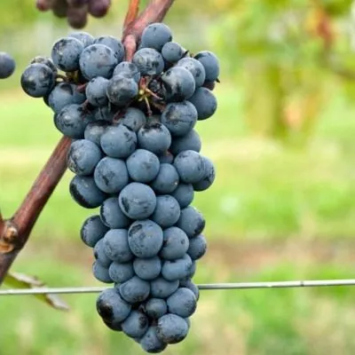 ekspress-ranniy-8-228874