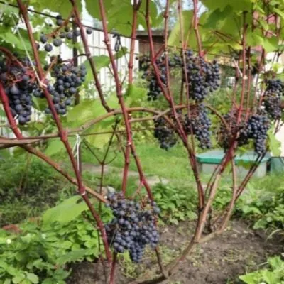 ekspress-ranniy-9-228874