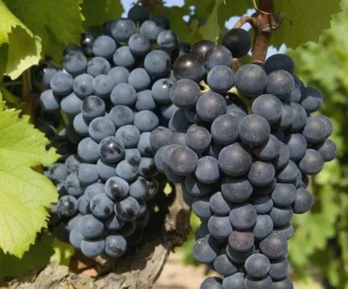 ekspress-ranniy-main-228874