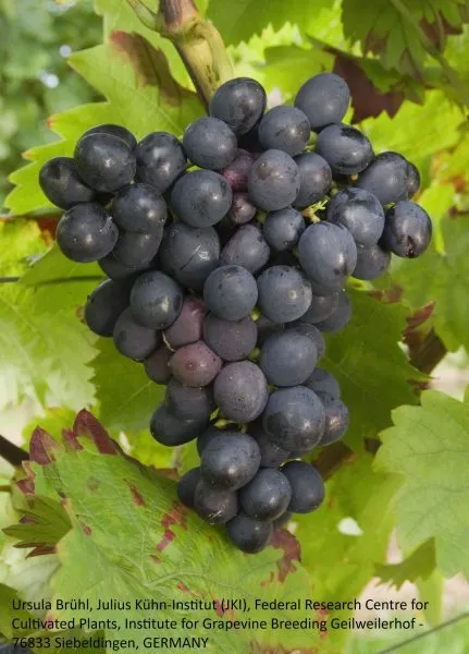 ester-r-65-main-238820