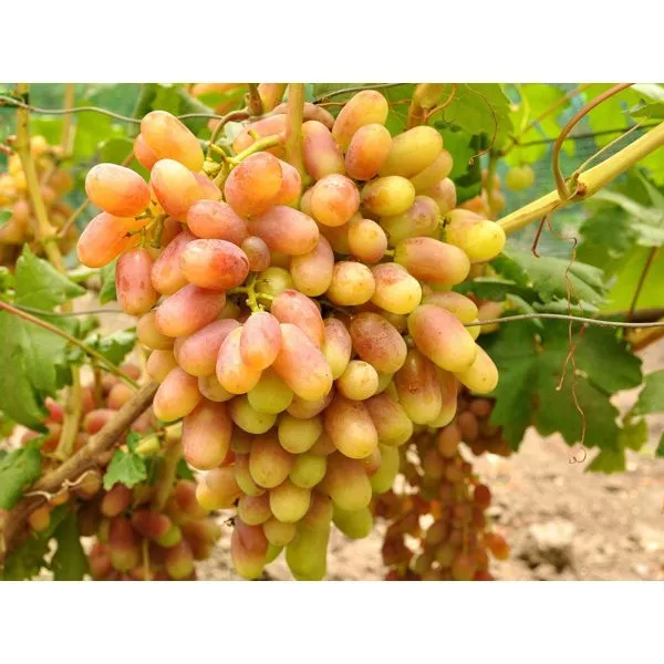 faberzhe-main-232836