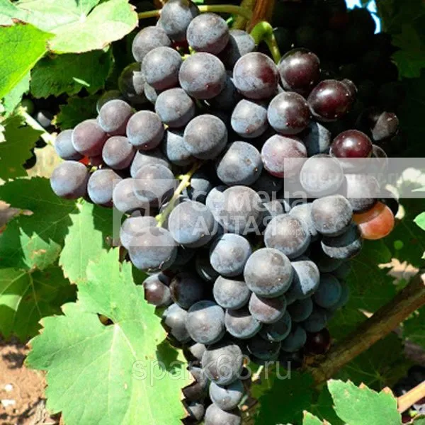 fioletovyy-ranniy-2-236069