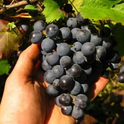 fioletovyy-ranniy-5-236069