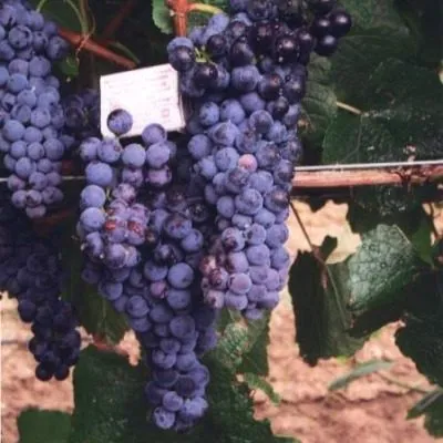 fioletovyy-ranniy-6-236069