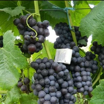 fioletovyy-ranniy-8-236069