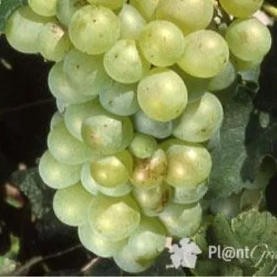 fol-blansh-main-232946