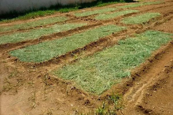 Формируем и мульчируем гряды