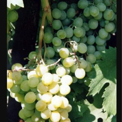 frumoasa-albe-2-230483